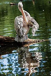 Switch 2屏幕尺寸对比 比Steam Deck OLED还大